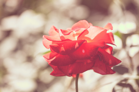 Close-up of Rose Flowerの写真素材