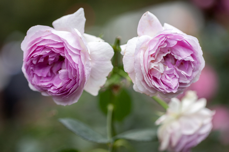 Close up of rose flowersの写真素材
