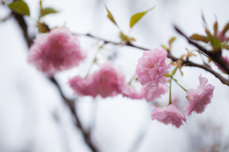 Pink sakura closeupの写真素材