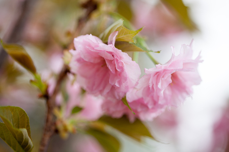 Pink sakura closeupの写真素材