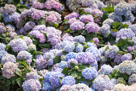 Colorful hydrangea closeupの写真素材