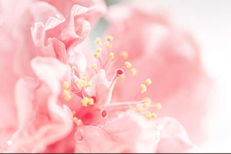 Close-up of pink hibiscus flower stamensの写真素材