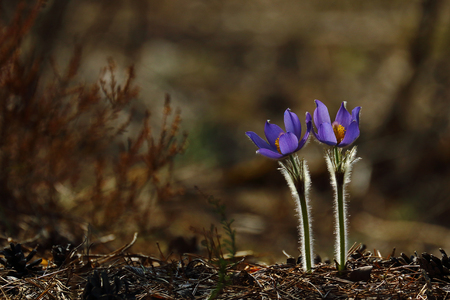 pair of pasqueflowersの写真素材