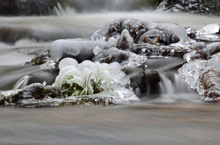 Cold creek Iciclesの写真素材