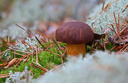 Beautiful wild forest mushroom