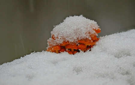Beautiful snowy wild forest mushroom familyの写真素材
