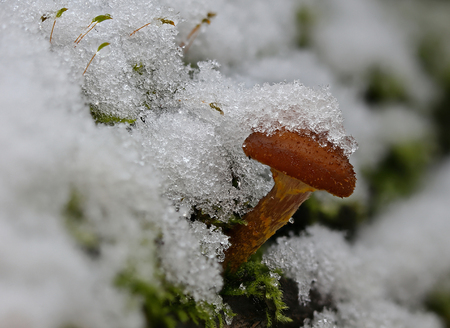 Beautiful snowy wild forest mushroom