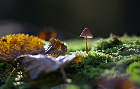 Beautiful wild forest mushroomの写真素材