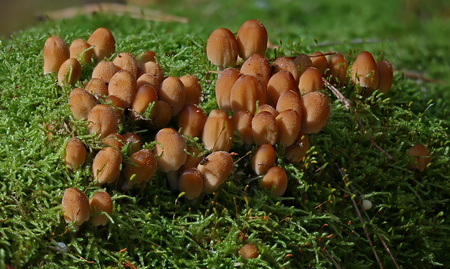Beautiful wild forest mushroom family