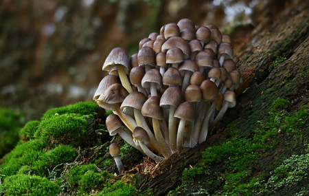 Beautiful wild forest mushroom familyの写真素材