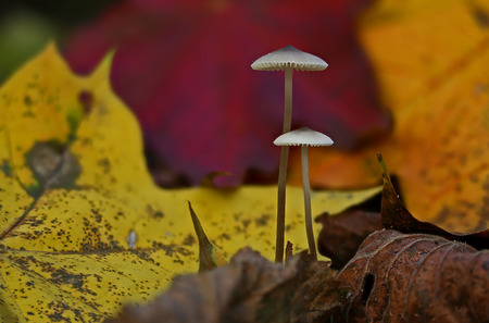 Beautiful wild forest mushroom familyの写真素材