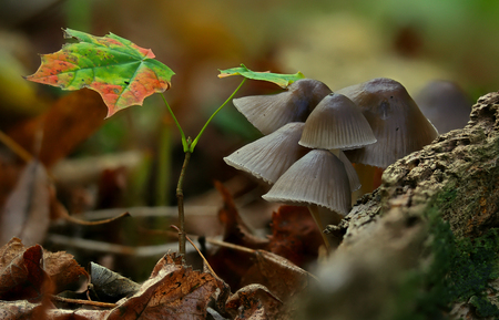 Beautiful wild forest mushroom familyの写真素材