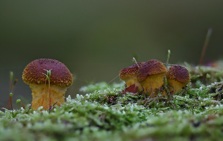 Beautiful wild forest mushroom familyの写真素材