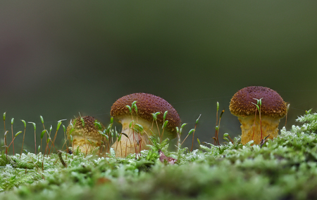 Beautiful wild forest mushroom familyの写真素材