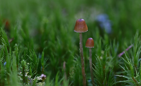 Beautiful tiny wild forest mushroomの写真素材