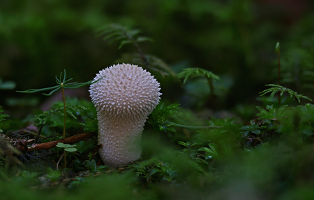 Beautiful wild forest mushroomの写真素材
