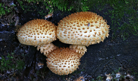 Beautiful wild forest mushroom familyの写真素材