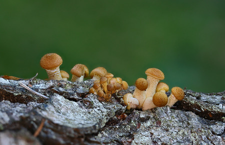 Beautiful wild forest mushroom family