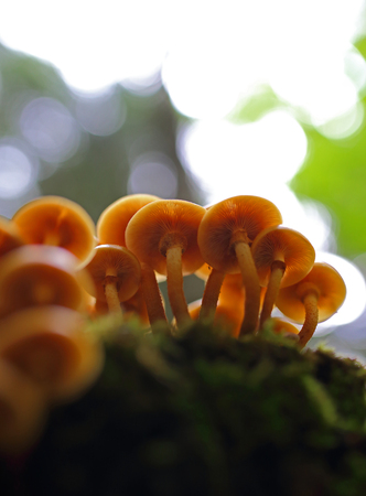Beautiful wild forest mushrooms