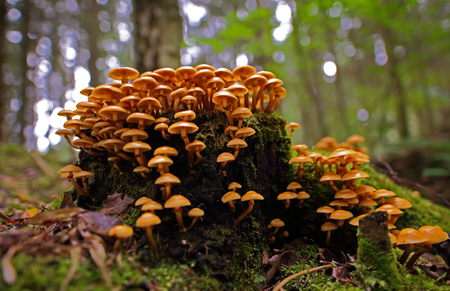 Beautiful wild forest mushroomsの写真素材