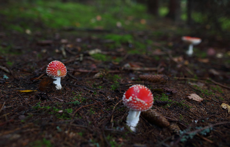 Beautiful wild forest mushroomsの写真素材