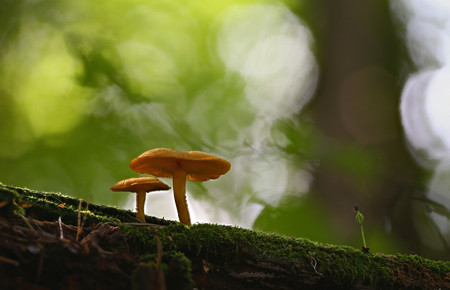 Beautiful wild forest mushroomsの写真素材