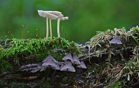 Beautiful wild forest mushroomsの写真素材