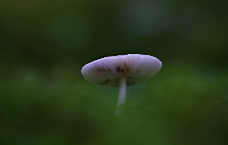 Beautiful wild forest mushroomの写真素材