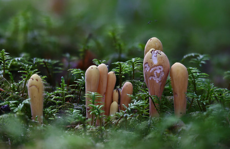 Beautiful wild forest mushroomsの写真素材