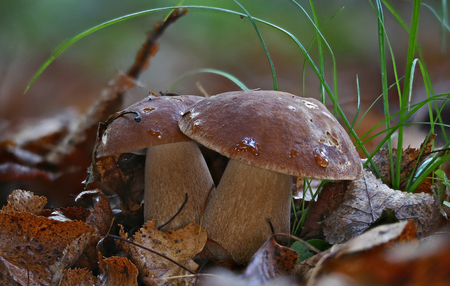 Beautiful wild forest mushroomsの写真素材