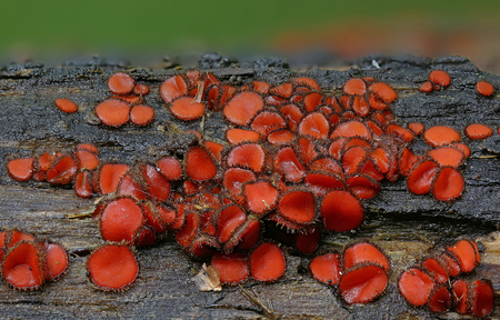 Beautiful tiny wild forest mushroomsの写真素材