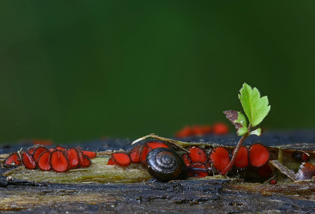 Beautiful tiny wild forest mushroomsの写真素材
