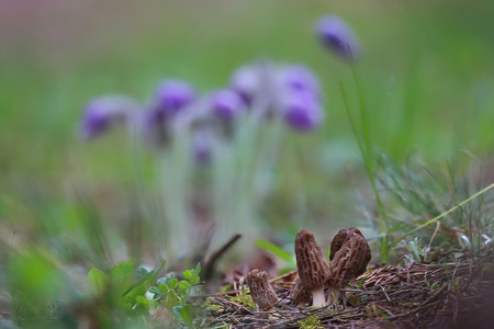 Beautiful wild forest mushrooms with flowersの写真素材
