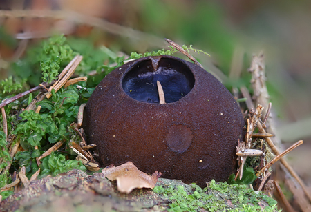 Beautiful Rare wild forest mushroomの写真素材