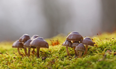 Beautiful wild forest mushroomsの写真素材
