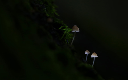 Beautiful tiny wild forest mushroomsの写真素材
