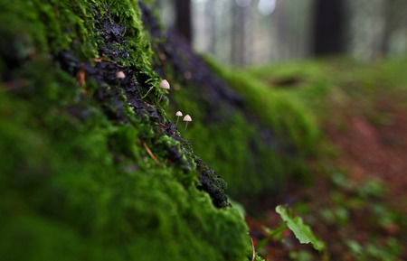 Beautiful tiny wild forest mushroomの写真素材