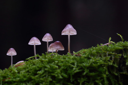 Beautiful tiny wild forest mushroomsの写真素材