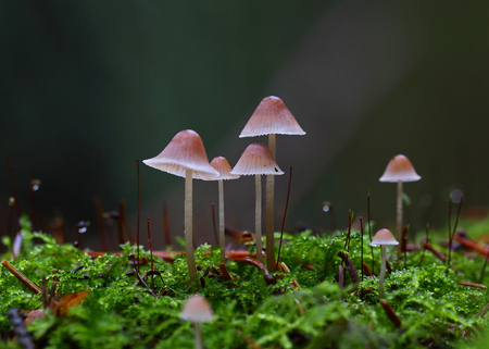 Beautiful tiny wild forest mushroomsの写真素材