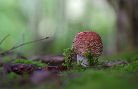 Beautiful wild forest mushroomの写真素材