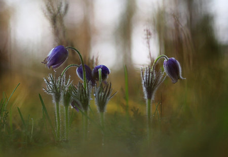 Beautiful wild rare spring Pasqueflowers