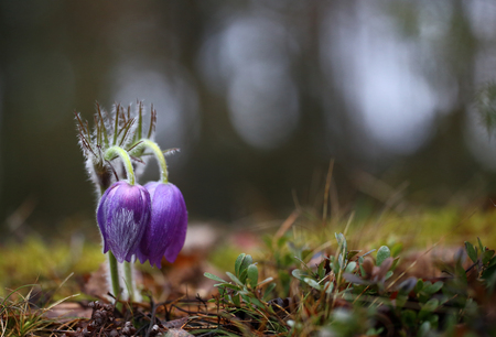 Beautiful wild rare spring Pasqueflowers