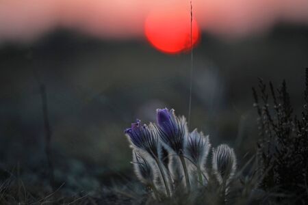 Pasqueflowers at sunsetの写真素材