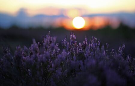 Common Heather blooming at sunset