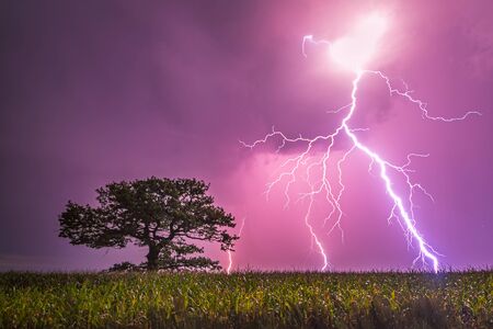 Lightning strikes near old oak at corn fieldの写真素材