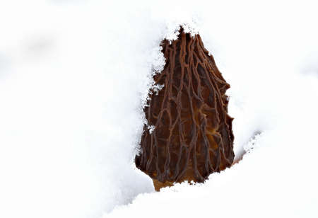 Morel mushroom covered in unusual late may snowstormの写真素材