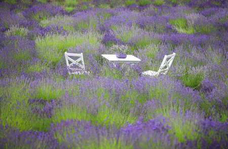 Lavender field beautyの写真素材