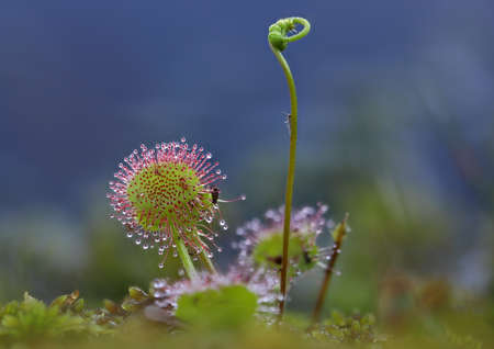 Sundew morning at forest lakeの写真素材
