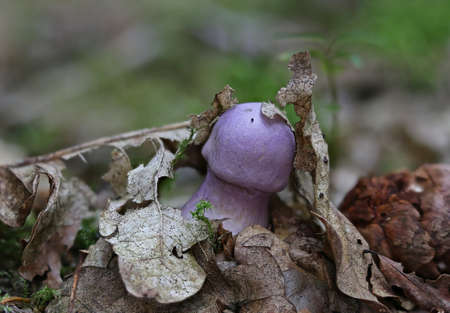Autumn forest beauties - mushrooms close upの写真素材