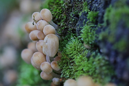 Wild autumn forest mushroom close up macroの写真素材